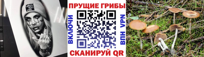 наркошоп  Невельск  Галлюциногенные грибы Psilocybe 